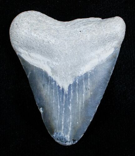 Inch Bone Valley Megalodon Tooth #3556
